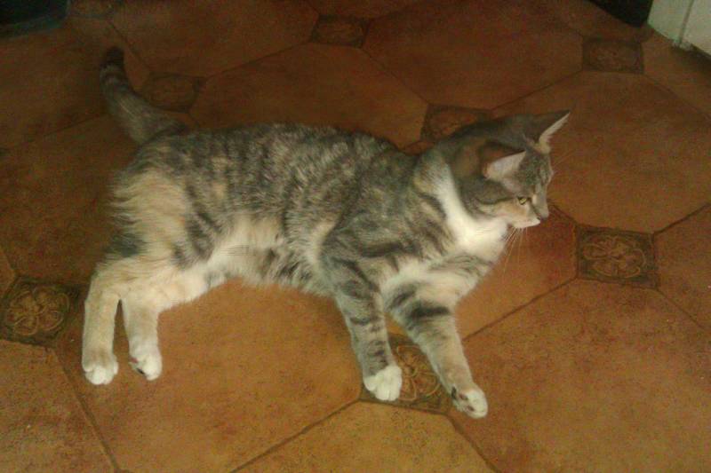 Отдам кошку