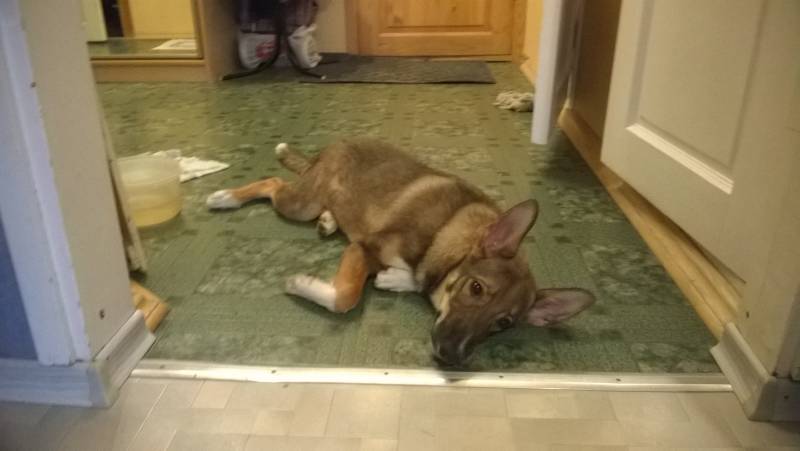 щенок в добрые руки
